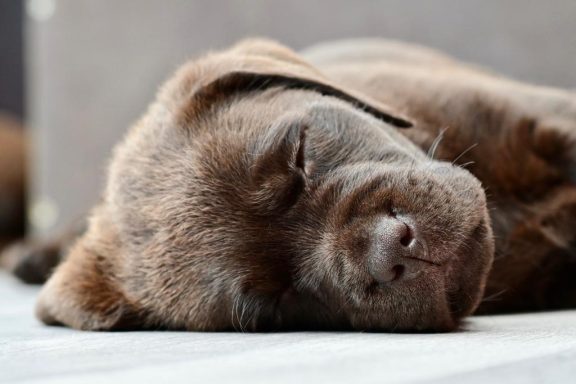 Chocolate Labrador Welpe Scooby schläft entspannt auf der Seite.
