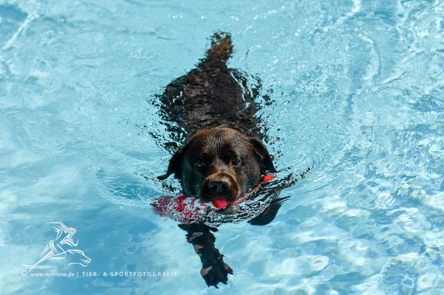 Ein Labrador schwimmt spielend im Pool und hält ein Spielzeug im Maul.