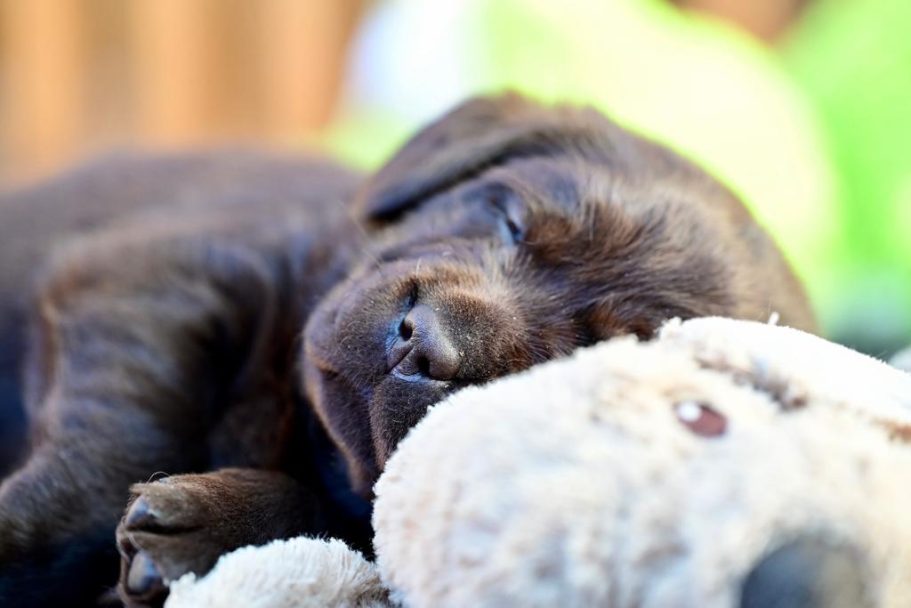 Brauner Welpe schläft auf einem kuscheligen Stofftier.