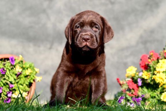 Labrador Deckrüde Scooby - reinerbig braun mit LCD-Ahnentafel. 