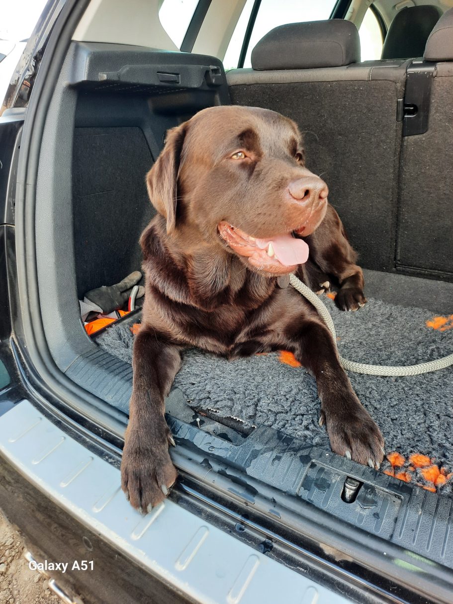 Formwert vom LCD in Kerpen am 27.08.25. Note sehr gut für Scooby - er hat sich von seiner Schokoladenseite präsentiert.