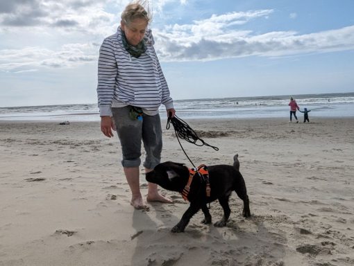 Reinerbig brauner Labrador Deckrüde Scooby auf Texel