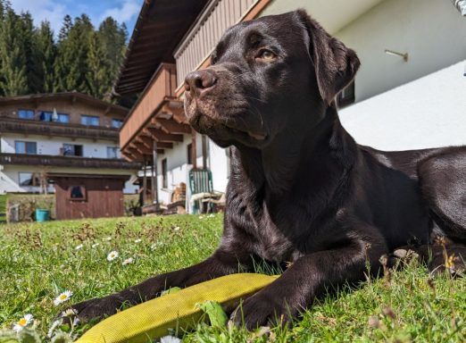 Scooby Labrador Deckrüde LCD in Tirol