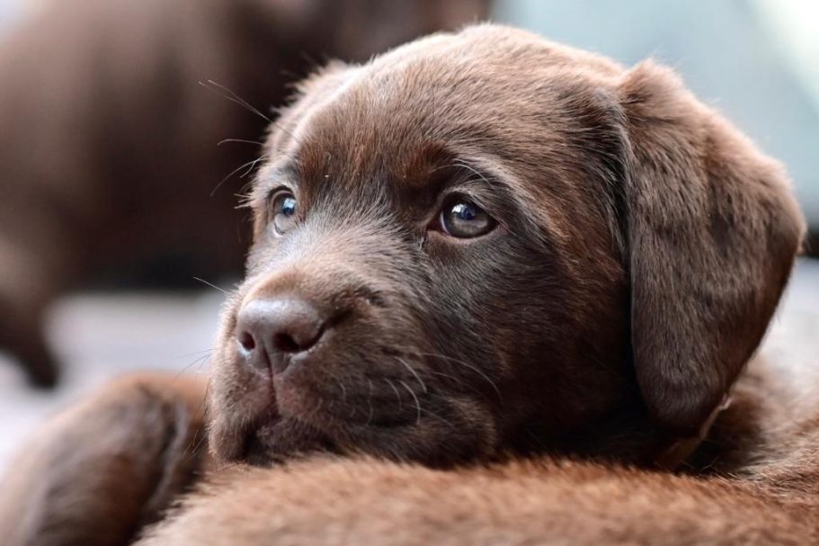 Brauner Labrador-Welpe mit großen, neugierigen Augen, lächelnd und entspannt.