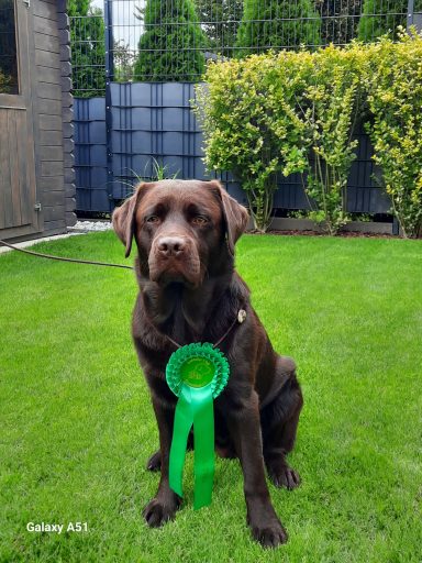 Chocolate Labrador Deckrüde Scooby mit grüner Schleife nach LCD Ausstellung.