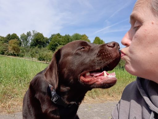 Chocolate Labrador Scooby gibt Frauchen Küsschen.