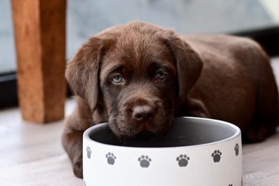 Brauner Labrador Welpe Scooby mit 8 Wochen am Futternapf