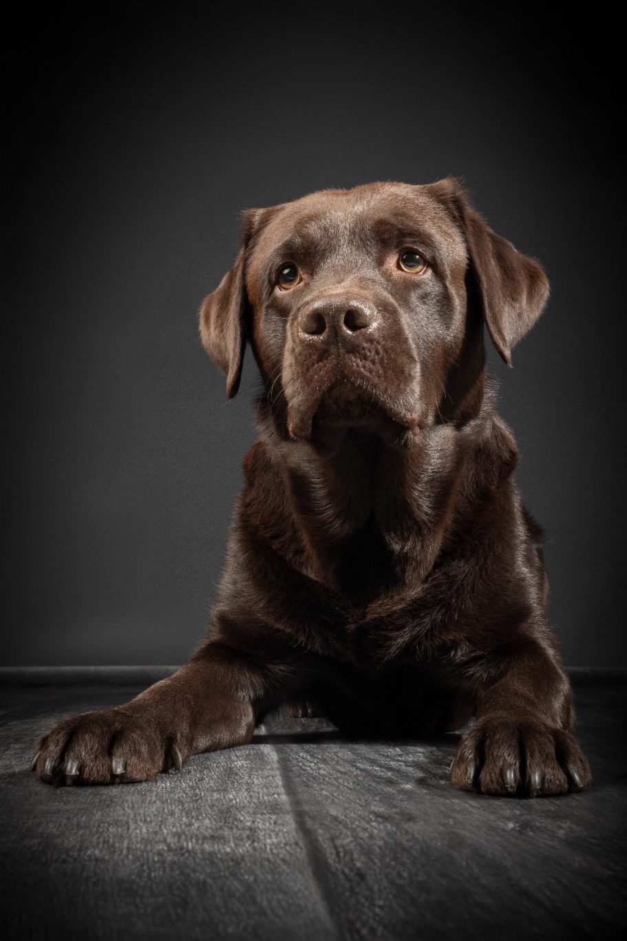 Ein brauner Labrador liegt entspannt auf einem holzähnlichen Boden vor dunklem Hintergrund.