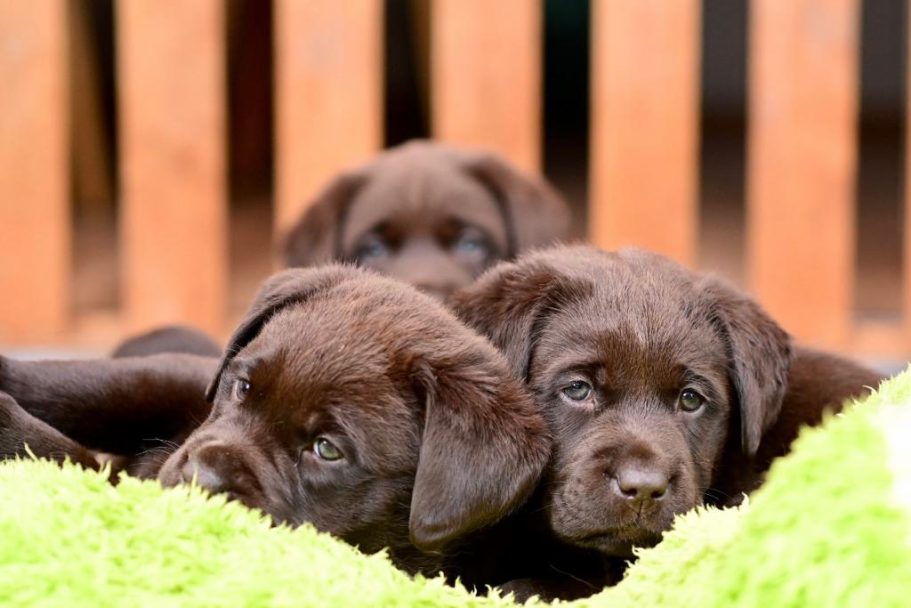 Drei schokoladenbraune Welpen liegen zusammen auf einem grünen Kissen.