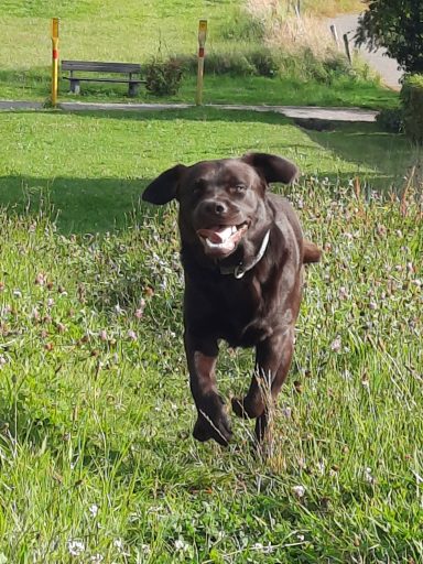 Brauner Labrador Scooby rennt freudig über eine Wiese.