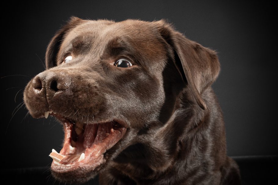 Ein brauner Labrador mit weit geöffnetem Maul und aufmerksamen Augen.