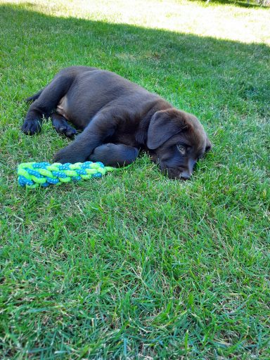 Scooby - Labrador Deckrüde  VDH ist müde