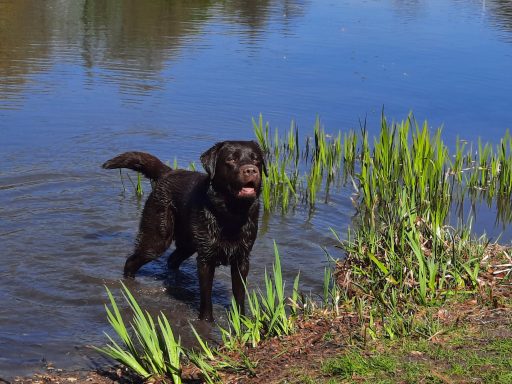 Brauner Labrador Scooby steht am Rand eines Sees im Wasser.