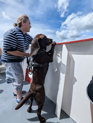 Brauner Labrador Deckrüde Scooby im Stand