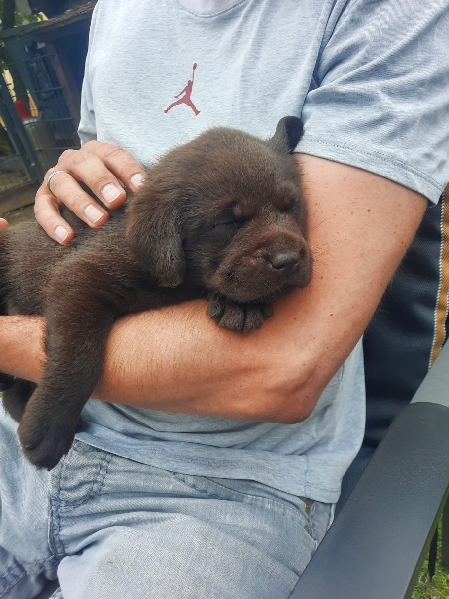 Brauner Welpe schläft in den Armen einer Person.