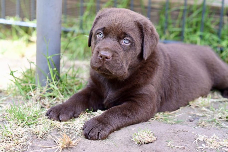 Brauner Labrador-Welpe liegt entspannt im Gras mit blauen Augen.