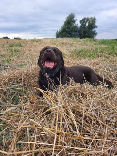 Labrador Deckrüde Scooby aus NRW im Stroh