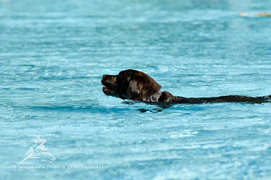 Brauner Hund schwimmt in blauem Wasser.