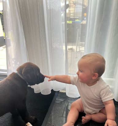 Brauner Labrador Welpe Scooby trifft  zum ersten Mal auf ein Baby.