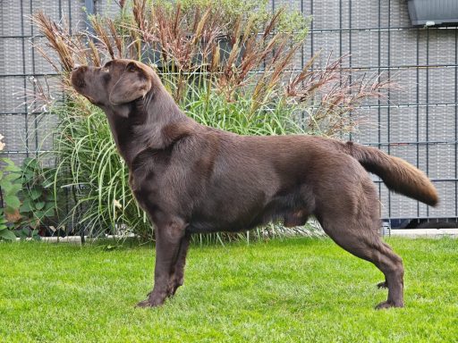 Labrador Deckrüde mit LCD Zuchtzulassung aus NRW