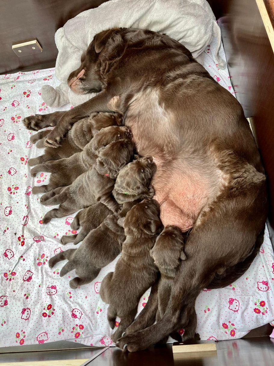 Eine schokoladenbraune Labradorhündin liegt mit ihren acht Welpen auf einem Bett.