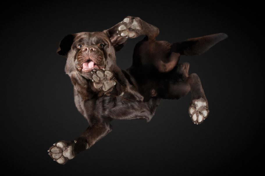 Brauner Hund springt mit gestreckten Beinen und heraushängender Zunge durch die Luft.