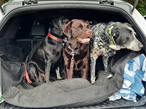 Brauner Labrador Scooby im Kofferraum mit 2 Hundefreunden.