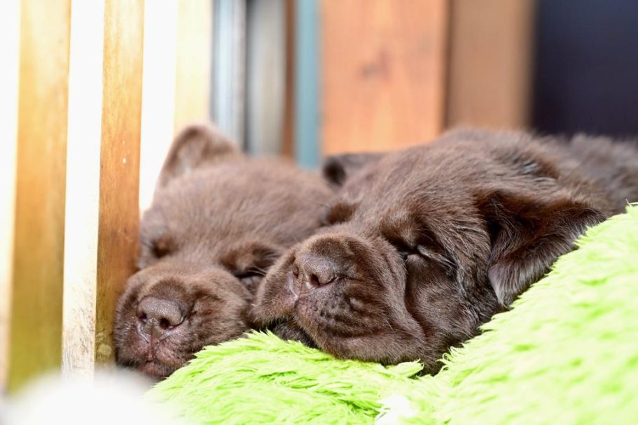 Zwei schlafende braune Welpen liegen auf einer grünen Decke.