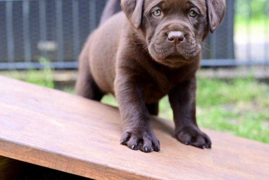 Brauner Labrador-Welpe, der neugierig auf einer Holzfläche steht.