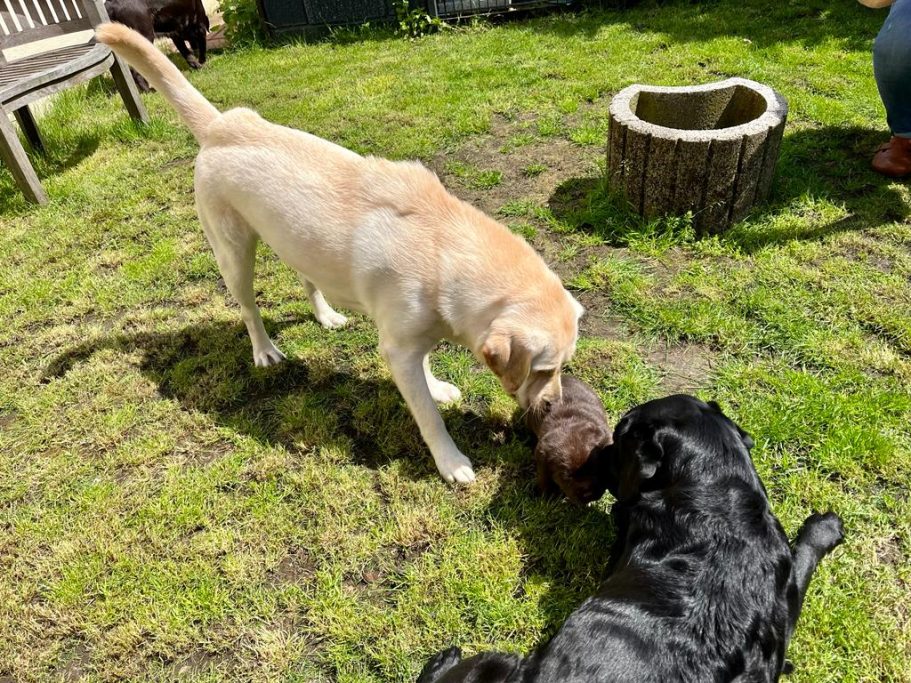 Zwei Hunde spielen im Garten, ein Labrador und ein kleiner Hund auf dem Rasen.