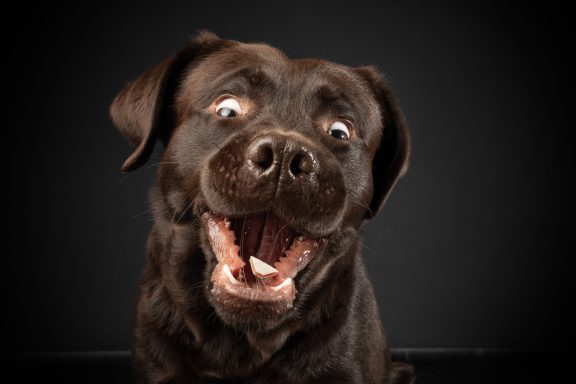 Labrador Deckrüde Scooby beim Fotoshooting