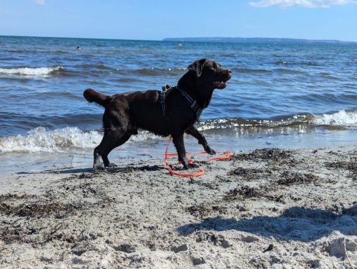 Brauner Labrador Scooby am Meer auf Rügen.